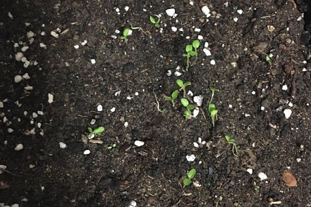 报春花如何播种方法