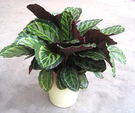 美丽竹芋冬天怎么养护