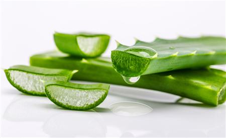 十大净化空气的室内植物排名