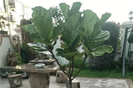 鸭掌木发财树怎么插枝