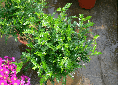 胡椒木怎么浇水施肥