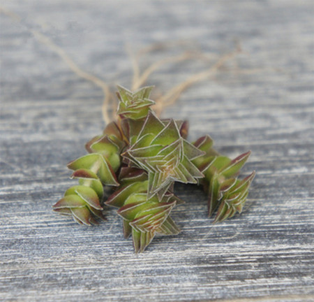 多肉茜之塔怎么养漂亮