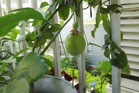 百香果怎么种植才会长苗