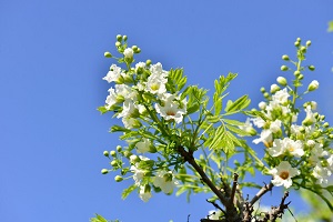 文冠果适合什么样的土壤