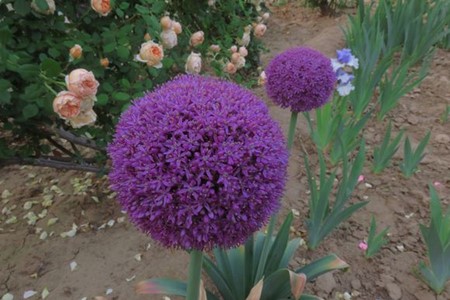 大花葱最经典的品种