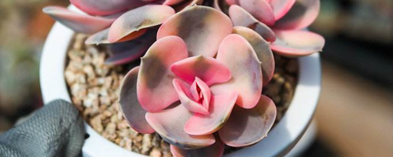多肉彩虹的养殖方法(多肉彩虹怎么养)