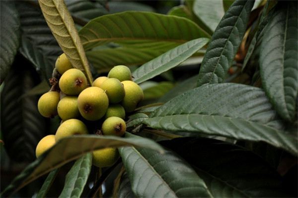 枇杷的繁殖方法(枇杷育种方法)
