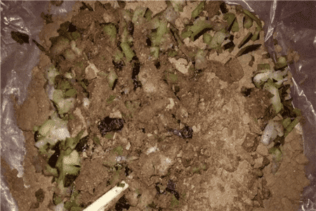 恐龙闯进磨磨蹭蹭镇