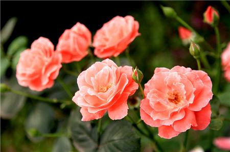 十大净化空气的室内植物排名