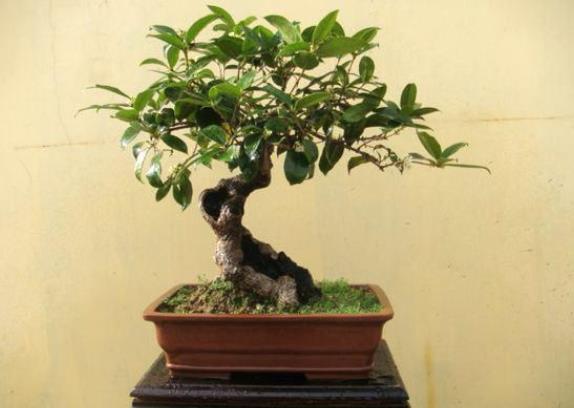 桂花叶子发白发黄是怎么回事