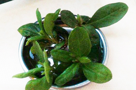 杜鹃怎么扦插成活率高