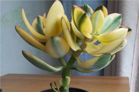 半个月不浇水花会死吗