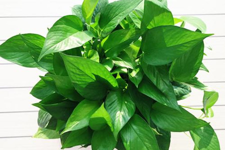 啤酒浇绿萝花的正确方法