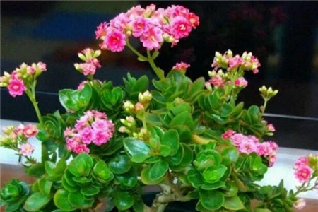 半个月不浇水花会死吗