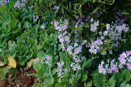 报春花如何播种方法