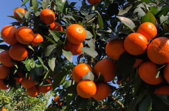 沃柑好还是橘子好