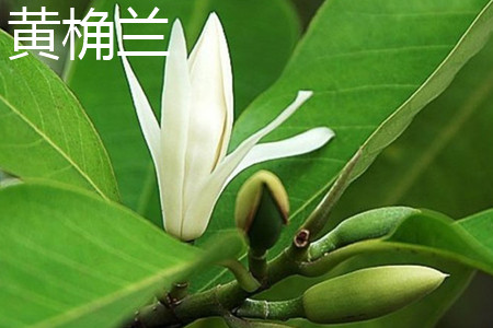 黄桷兰树能长多大多高