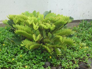 美叶凤尾蕉的栽培与繁殖方法