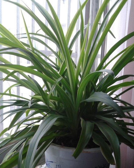 吊兰水养叶子发黄怎么办