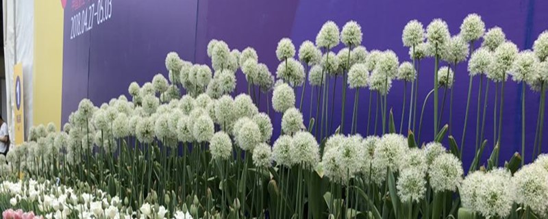 大花葱的种植方法怎么管理(大花葱最经典的品种)