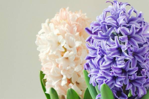 风信子的水培方法风信子能水培养殖吗(风信子水培方法图解)