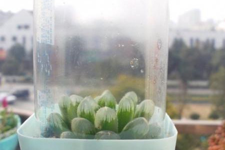 植物闷养要透气吗