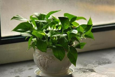 啤酒浇绿萝花的正确方法