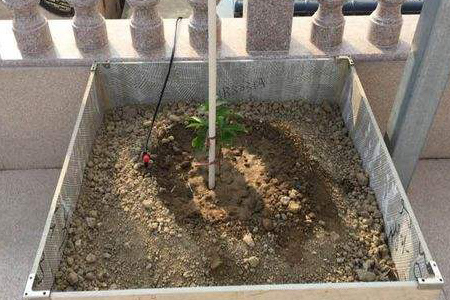 百香果怎么种植才会长苗