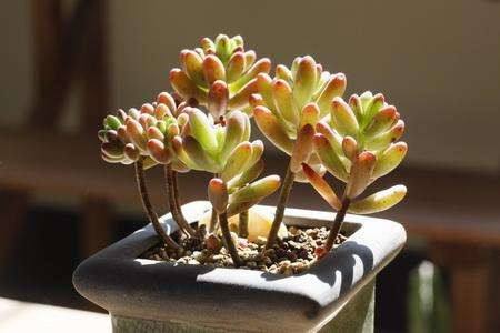 多肉为什么要小盆养