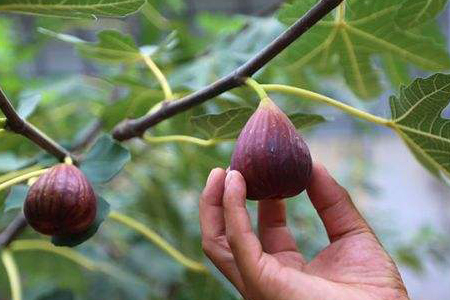 狗能吃无花果吗零食