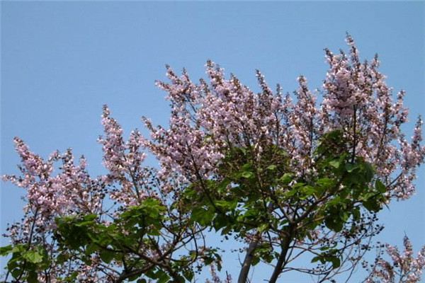 泡桐有哪些品种(泡桐的品种)