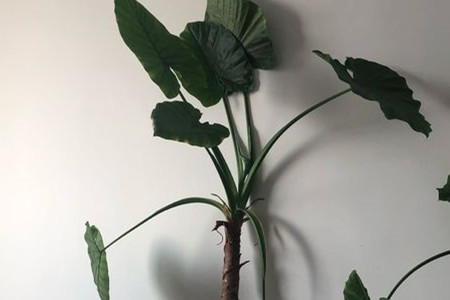 海芋可以种在家里吗