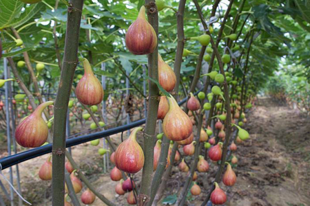 狗能吃无花果吗零食