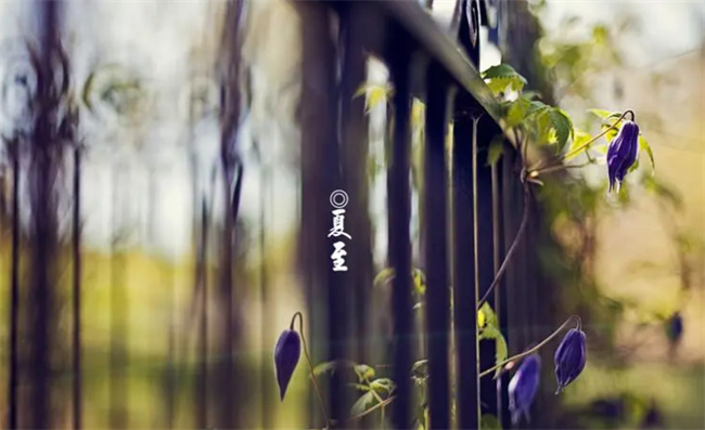 节气中的夏至是什么意思