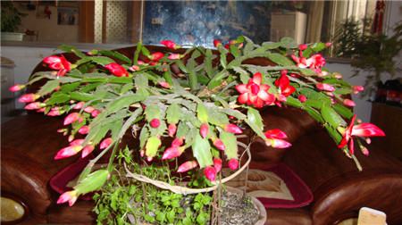 长寿花放客厅能开花吗