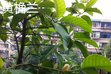 黄桷兰树能长多大多高