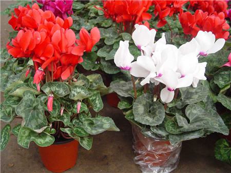 长寿花放客厅能开花吗