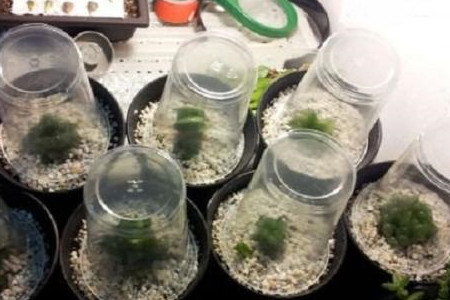 植物闷养要透气吗