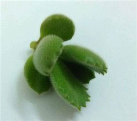 熊童子枝插后多久发芽