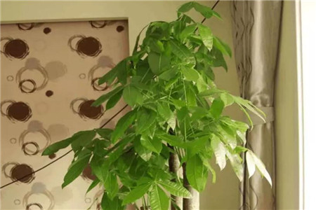 鸭掌木发财树怎么插枝