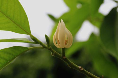 白兰花和黄角兰一样吗图片