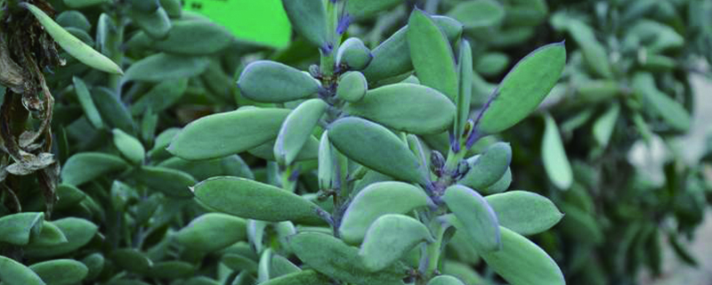 紫章的养殖方法(紫章图片)