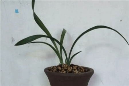 恐龙闯进磨磨蹭蹭镇