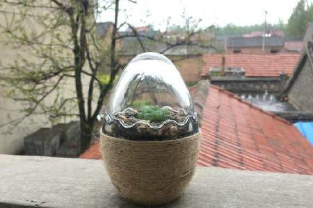 植物闷养要透气吗