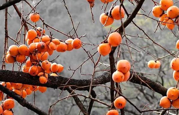 吃柿子能喝茶吗