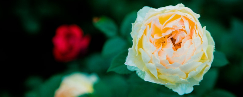 蓟马虫害的防治方法常见虫害怎么防治(蓟马害虫长什么样)