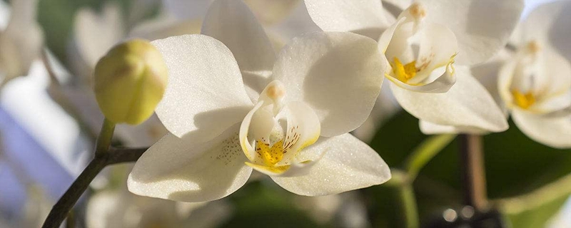 白兰花和黄角兰一样吗(白兰花和黄角兰一样吗图片)