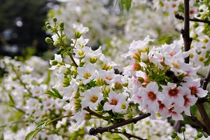 文冠果适合什么样的土壤