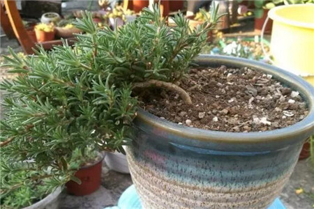 半个月不浇水花会死吗