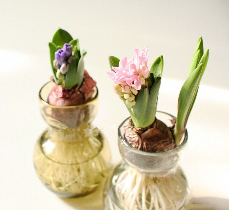 风信子水培方法图解